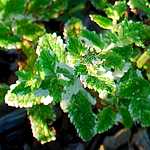 Photo Menthe odorante variegata
