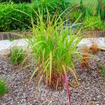 Photo Miscanthus sinensis Hybrid late