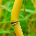 Photo Bambou bambusoides sulphurea
