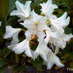 Photo Rhododendron Cunningham s white