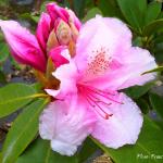 Photo Rhododendron Pink pearl