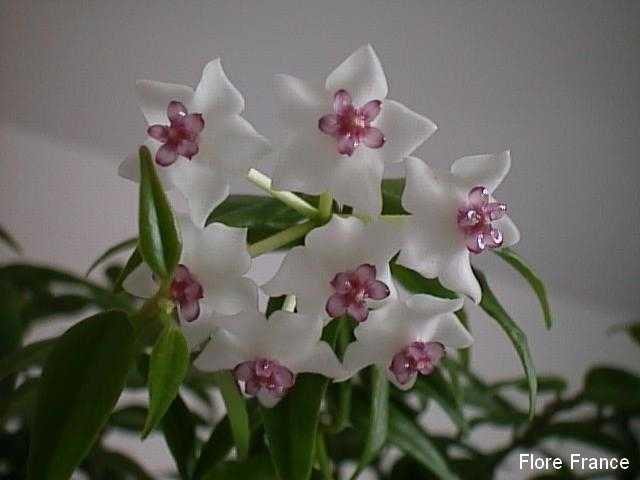 Photo Fleur de porcelaine ou Fleur de cire